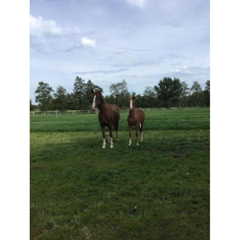 te koop aangeboden: luxe merrieveulen