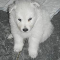 Te koop pups grote witte keeshond