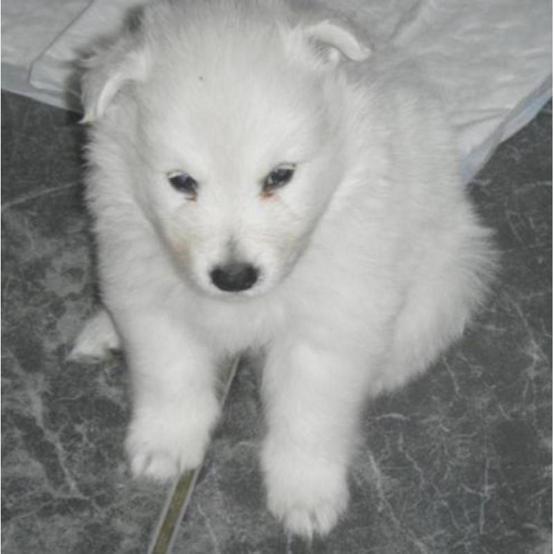 Te koop pups grote witte keeshond