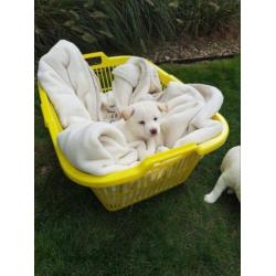 Lieve shiba inu puppys
