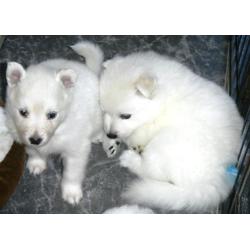 Te koop pups grote witte keeshond