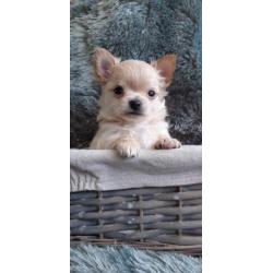Chihuahua s raszuiver