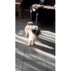 chiwawa shih tzu chiwawa reu
