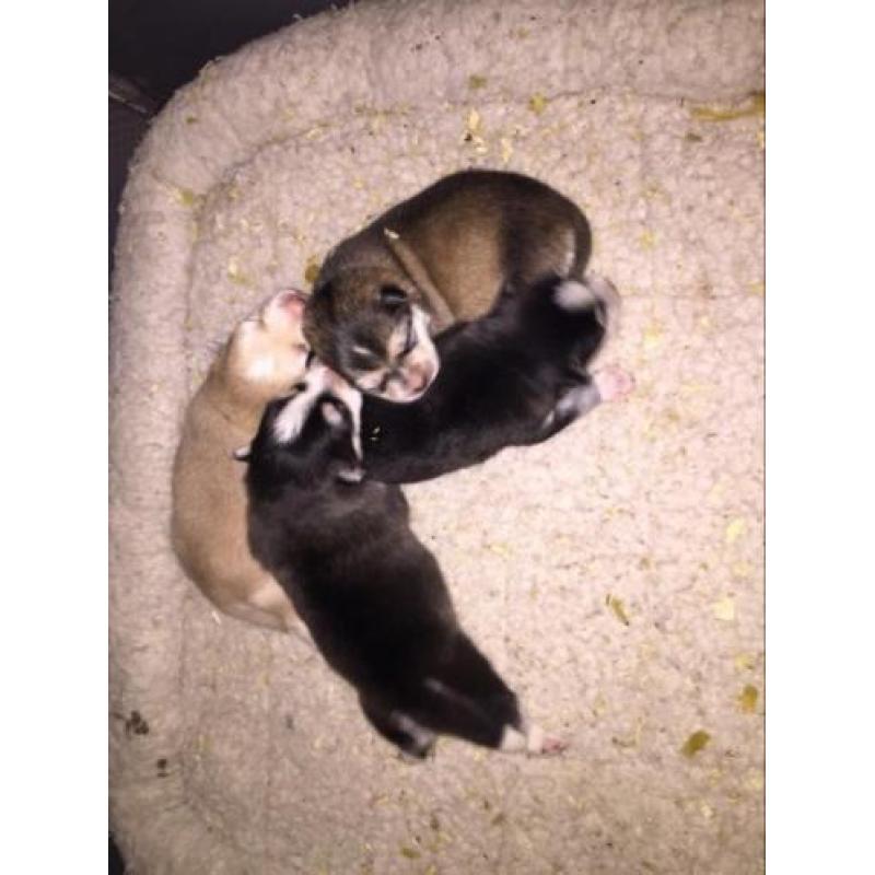 pomsky pups (mini husky)