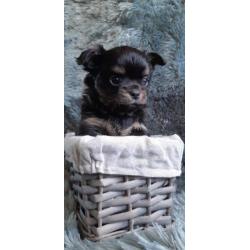 Chihuahua s raszuiver
