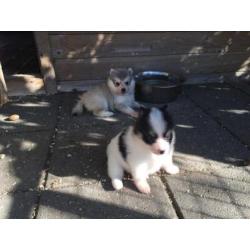 pomsky pups (mini husky)