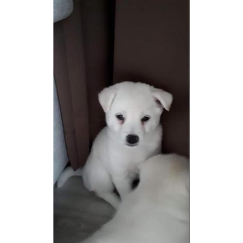 Lieve shiba inu puppys