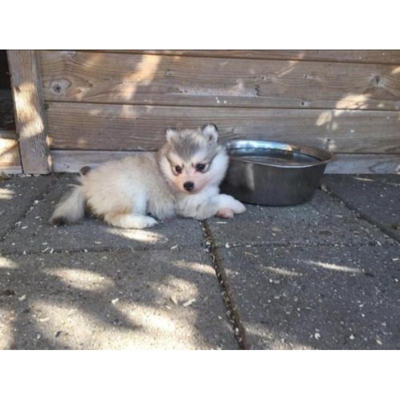 pomsky pups (mini husky)
