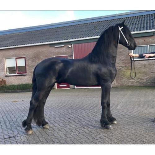 Te Koop: Meerdere jonge Friese paarden