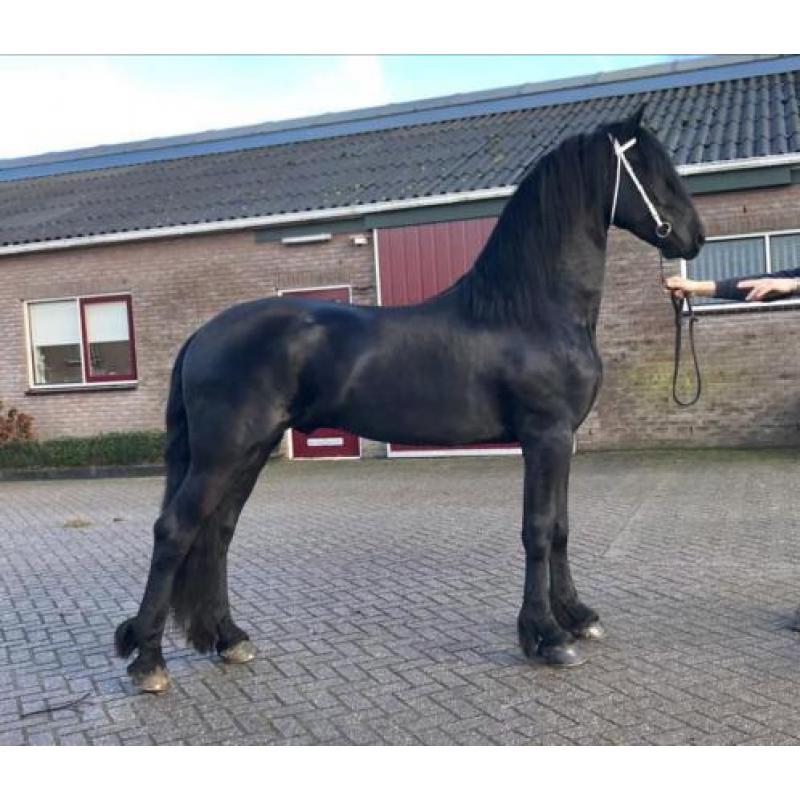 Te Koop: Meerdere jonge Friese paarden