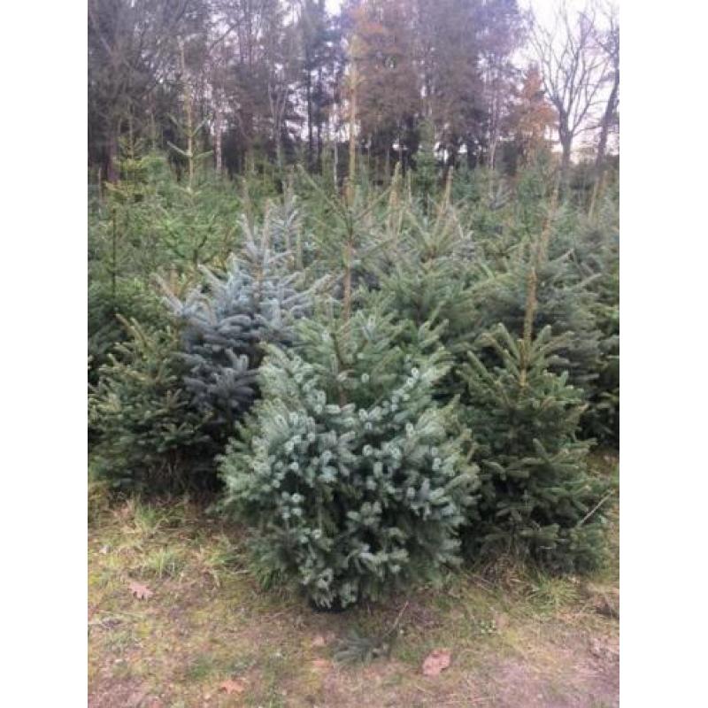 kerstbomen