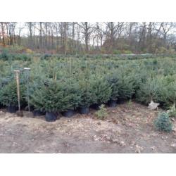 kerstbomen