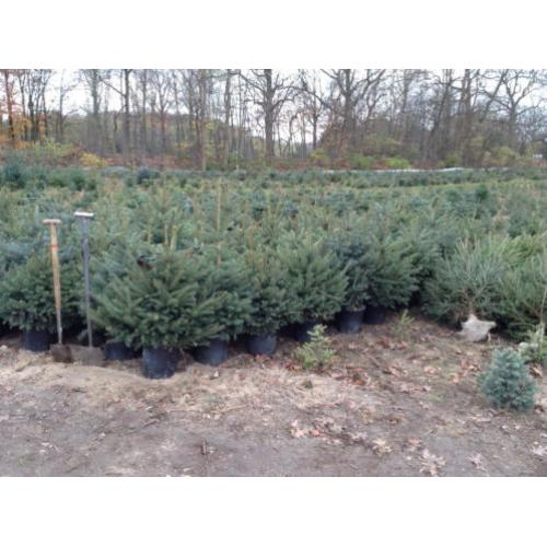 kerstbomen