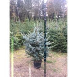kerstbomen