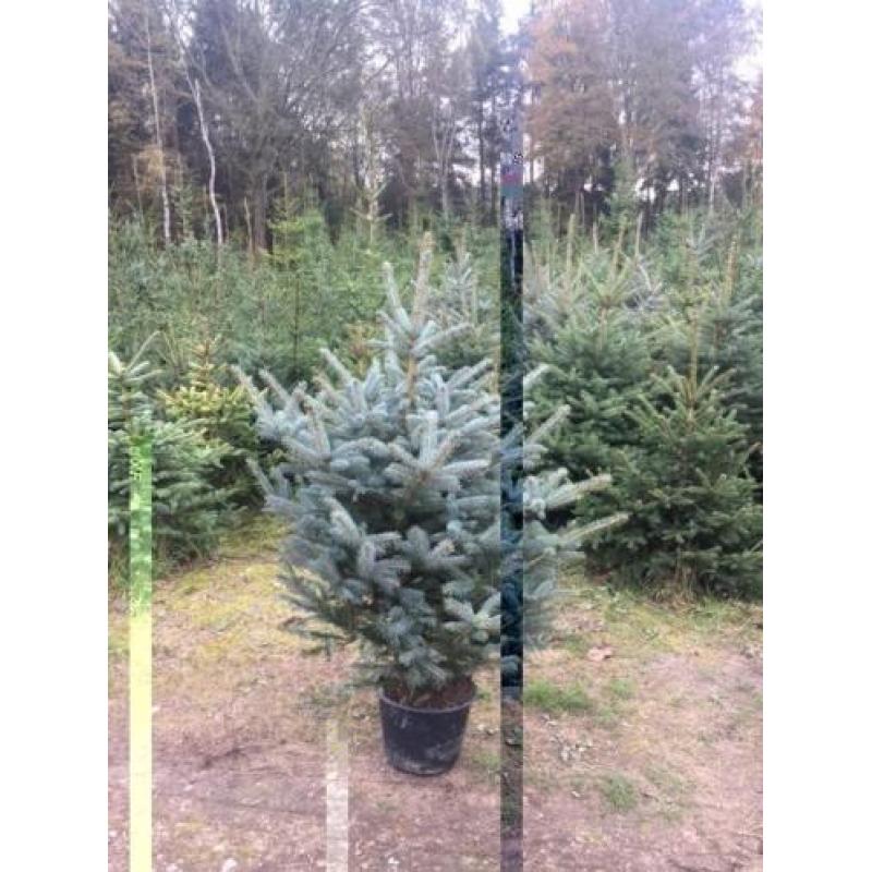 kerstbomen